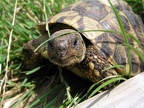 Griechische Landschildkröte