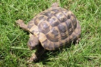 Griechische Landschildkröte