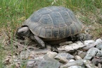 Landschildkröte