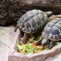 Landschildkröten im Napf