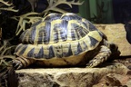 Schildkröten