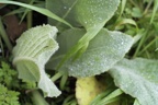 Insekt am Blatt