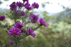 Lila Blüten im Herbst