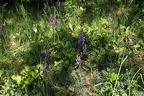 Orchideen