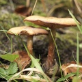 Pilze am Boden