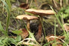 Pilze am Boden