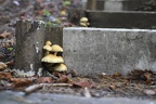 Pilze an der Treppe