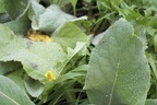 Spinne am Blatt
