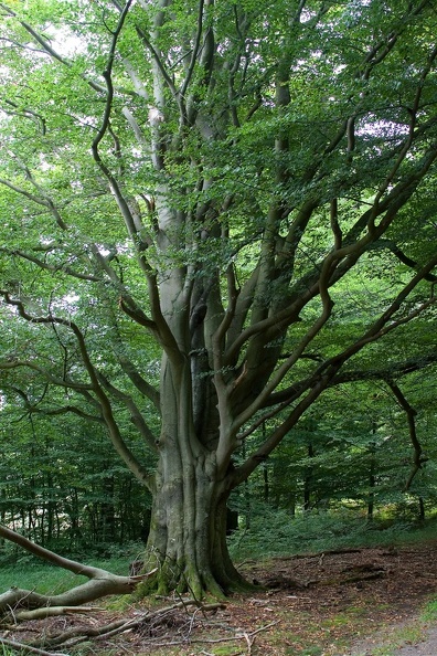 Diese alte Buche steht im Nationalpark Vorpommersche Boddenlandschaft alte_buche_5821.jpg