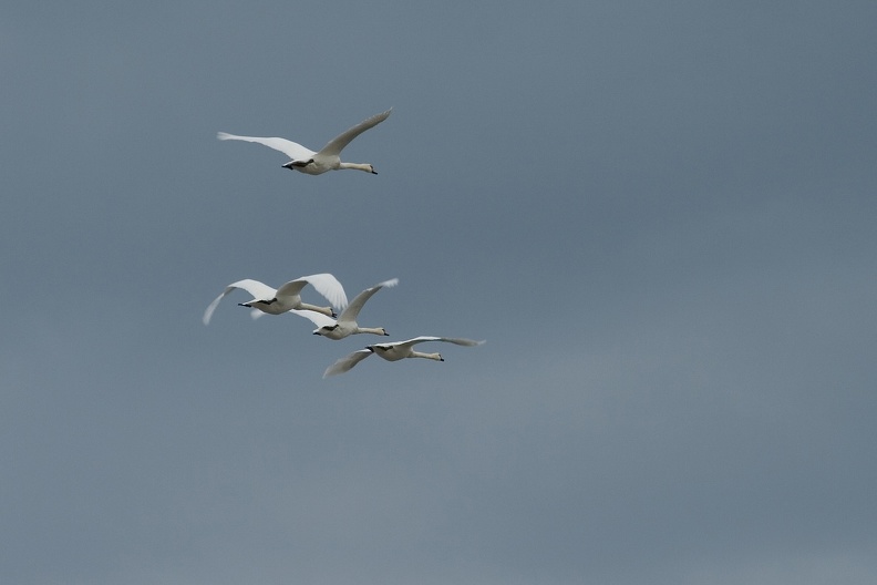 Fliegende Höckerschwäne