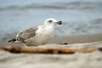 Silbermöwe am Strand