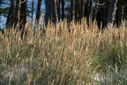 Strandhafer auf Weißdüne