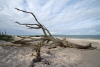 Baum am Strand