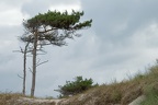 Windflüchter am Darßer Ort