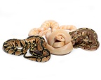 SES Reptiles