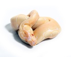 Python regius Bumble Bee Albino