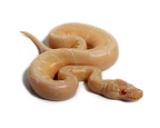 Python regius Bumble Bee Albino