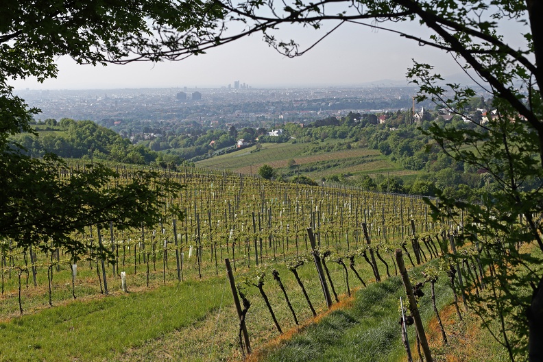 Kahlenberg Ausblick