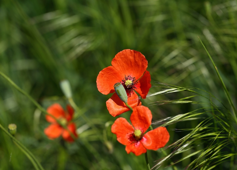 kahlenberg_mohn_biene_1049.jpg