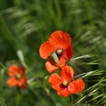 kahlenberg_mohn_biene_1049.jpg