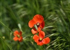 Mohn am Kahlenberg