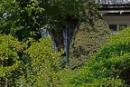 Kahlenberg Villa
