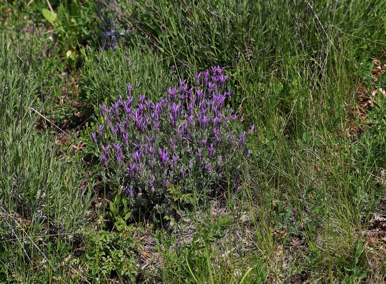 Blühender Lavendel