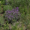 kahlenberg_wailand_lavendel_1081.jpg