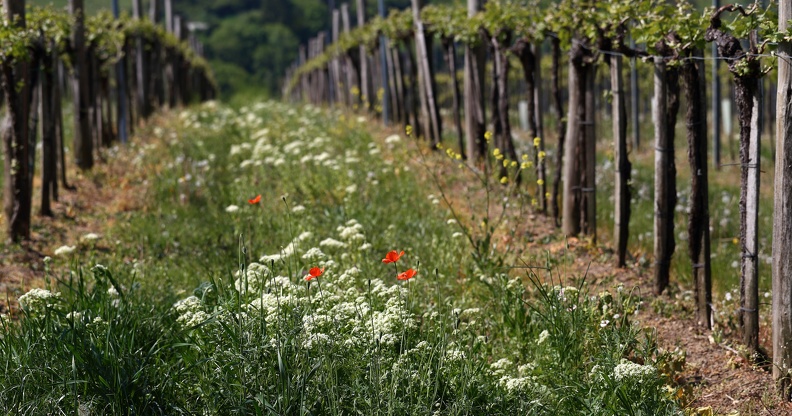 Mohn im Weinberg