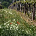 Mohn im Weinberg