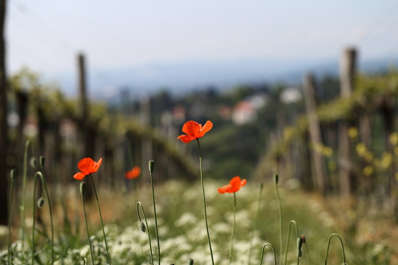 Mohn und Wein