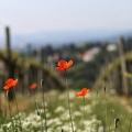 Mohn und Wein