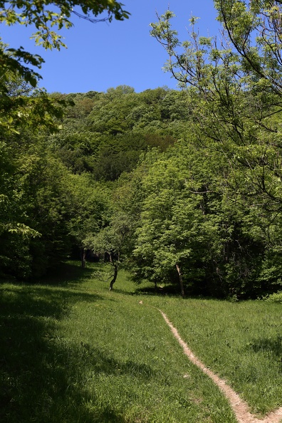 Stadtrundweg 1A im Wienerwald kahlenberg_wienerwald_1099.jpg