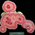 nhm_rhodochrosit_1481.JPG