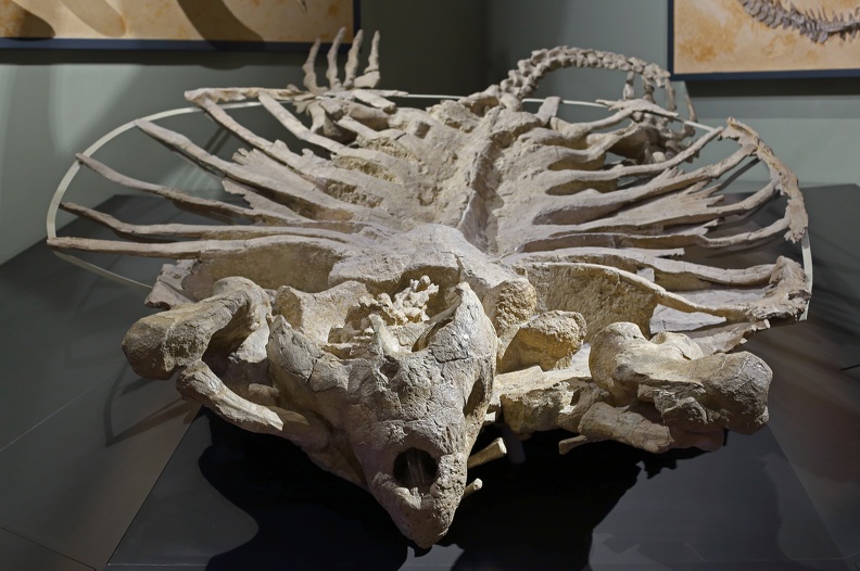 Skelett der über 4 Meter langen Riesenschildkröte Archelon ischyros,der größten jemals gelebten Schildkröte der Welt im Naturhistorischen Museum zu sehen nhm_riesenschildkroete_1491.jpg