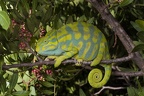 Basiliskenchamäleon