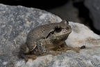 Europäischer Laubfrosch