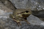 Europäischer Laubfrosch II