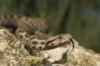 Kleinasiatische Bergotter
