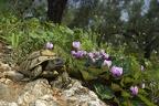 Griechische Landschildkröte