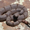 Banded-Rock-Rattlesnake-Sierra-Vista.jpg