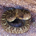 Blacktail-Rattlesnakie-Saguaro-Nationalpark-West-01.jpg