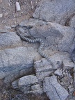 Gefleckte Klapperschlange (4622 visits) Diese Gefleckte Klapperschlange haben wir in Phoenix/ Arizona entdeckt. Ihre Körperfarbe und ihr F... Gefleckte Klapperschlange