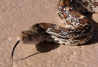 Wüsten-Bullennatter (5377 visits) Diese schöne Desert Bullsnake entdeckten wir im Saguaro Nationalpark West. Die Art zählt zu den vi... Wüsten-Bullennatter