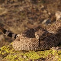 Western-Diamondbacked-Rattlesnake-01.jpg