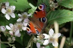 Tagpfauenauge in Brombeere