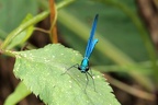 Prachtlibelle im Ansitz