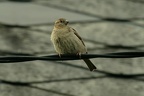 Haussperling