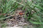 Kleiner Pilz