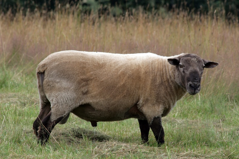 Pinkelndes Schaf